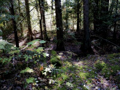 Magic forest mystical british columbia
