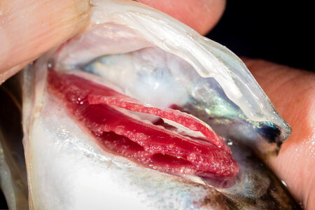 Glochidia on bass gill-2