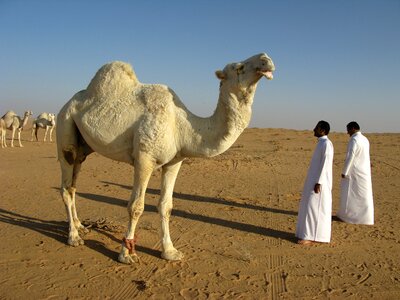 Saudi arabia desert camel photo