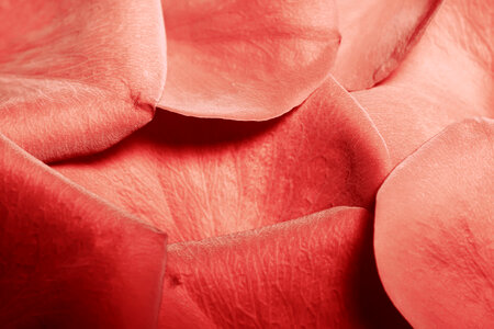 rose petals