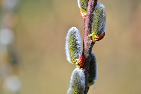 Scion spring growth