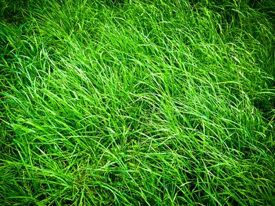 Green field grasses photo