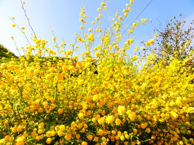 Bush bloom branch