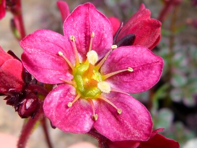 Ground cover garden plant photo