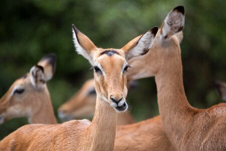 Animals antelope mammal photo