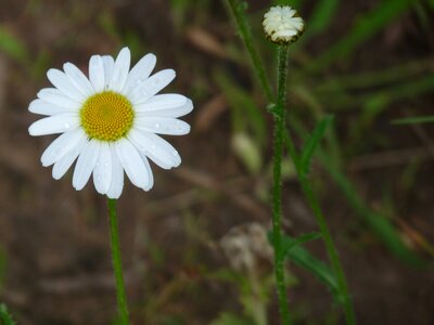 Tender blossom bloom