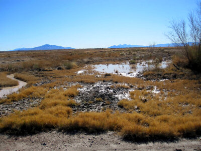 Flooding in Ash Meadows National Wildlife Refuge photo