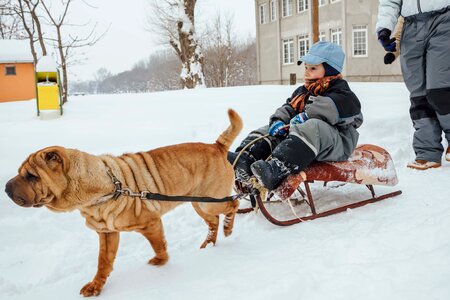 Sled Dog winter boy photo