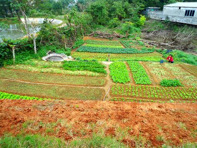 A small vegetable farm in rural Hainan Province, China