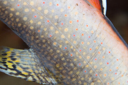 Close-up of dead Brook trout photo