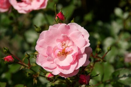 Bloom summer lenz