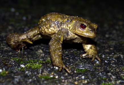 Amphibian animal dark photo
