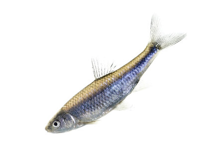 Spotfin shiner-1