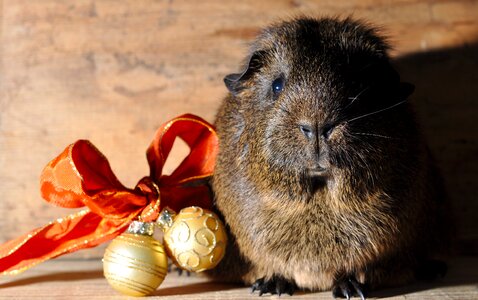 Christmas rodent close up