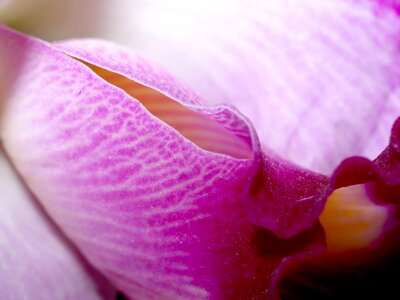 Beautiful beautiful flowers bloom