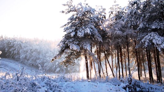 Winter snow snowy photo