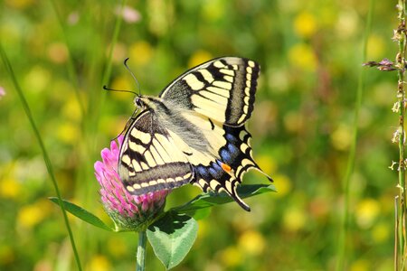 Butterfly papilio insect photo