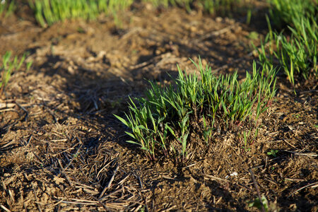 Prescribed burn regrowth of Big Bluestem grasses-4