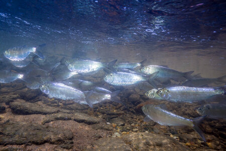  Alewife-1