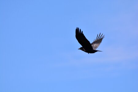 Bird black flying photo