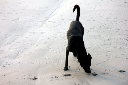 Black Dog photo