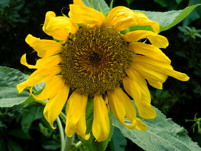 Sunflower photo