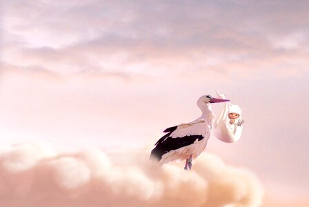 Birth baby stork photo