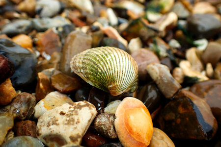 Shells on the seashore photo