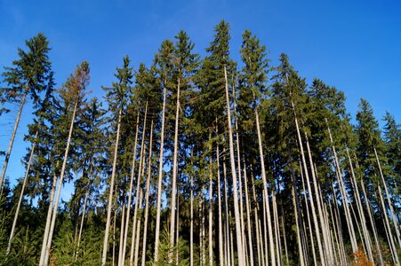 Conifers trees large photo