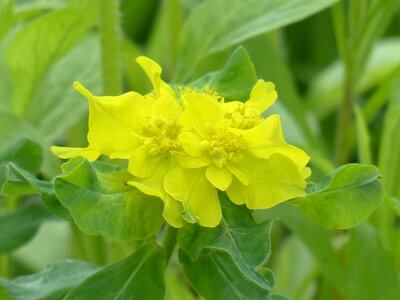 Bloom yellow bilious green photo