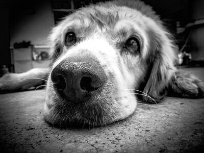 Grayscale Photo of Dog lying on floor photo