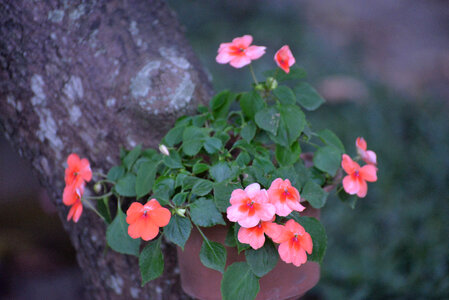 Pink flower closeup