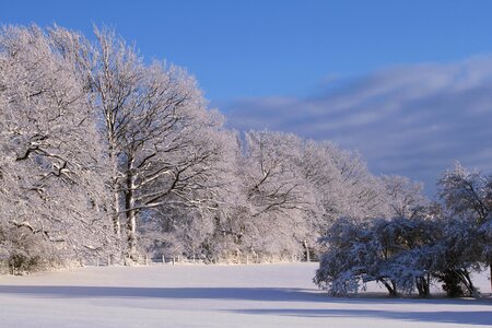 Winter forest snowy trees photo