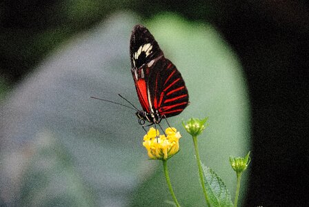 Insect elymnias hypermnestra nature