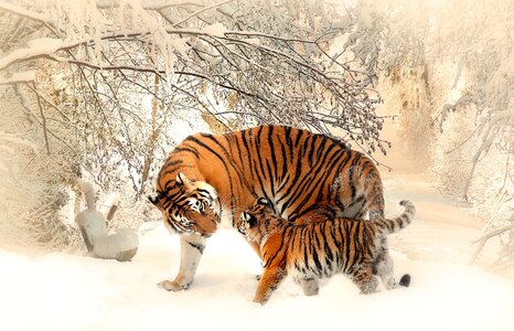 Young family panthera tigris altaica