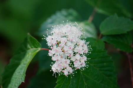 Wildflower on Appalachian Trail WV