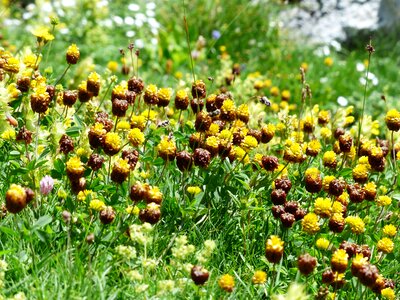 Brown alpine brown dress trifolium badium photo