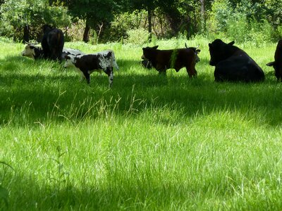 Animal wildlife wild