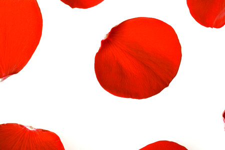 rose petals
