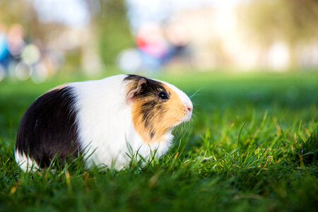 Cute Guinea Pig in the Grass photo