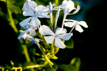 Bluish Flowers photo
