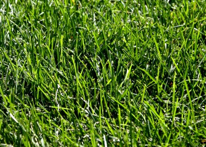Grass Plants green grass pattern