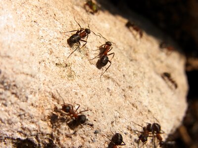 Red wood ant formica rufa forest photo
