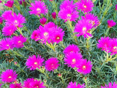 Floral season bloom