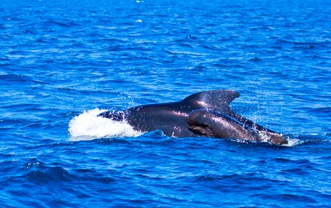 Orcinus orca blue orka photo