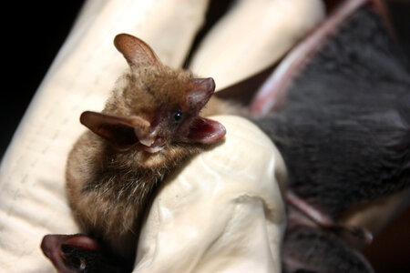Tri-colored bat