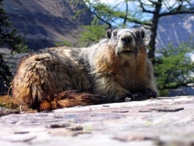 Marmot groundhog rodent photo