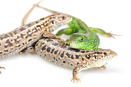 Close Up of Three Lizards photo