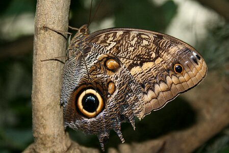 Caterpillar flower owl butterfly photo