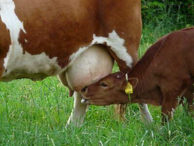 Calf young animal milk photo